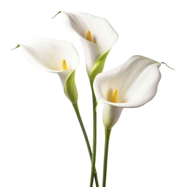 Flores blancas