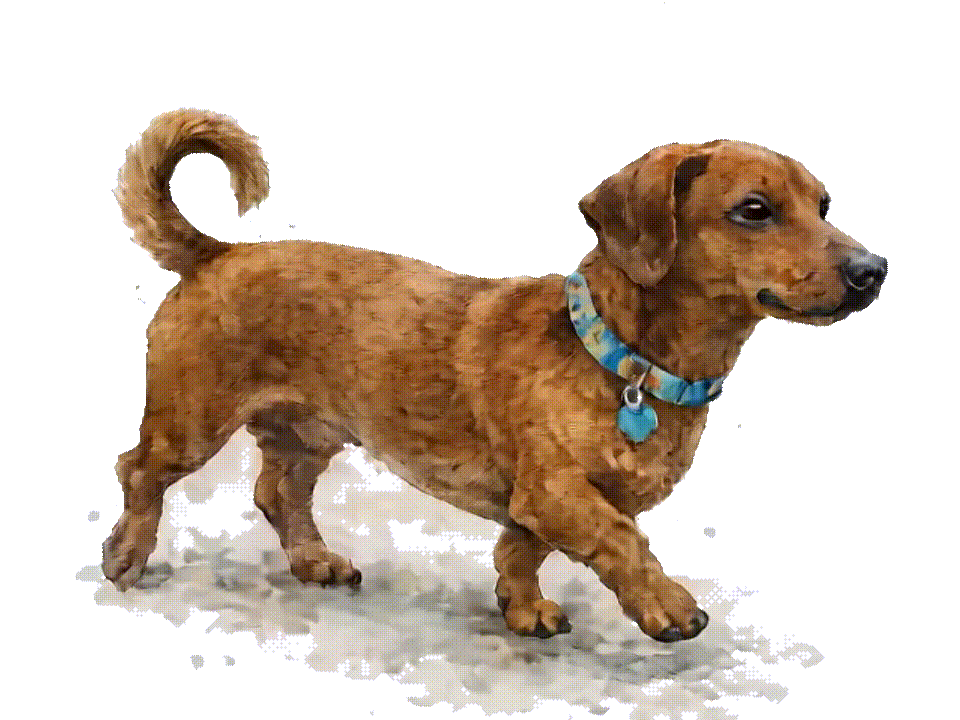 Toffee corriendo